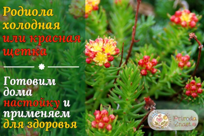 Красная щетка