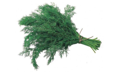 При холецистопанкреатите можно приготовить напиток в состав которого входит укроп