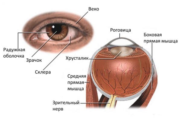 строение глаза