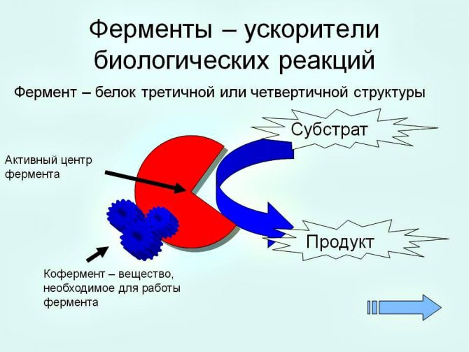 Вобэнзим в гинекологии отзывы женщин и специалистов, инструкция по применению